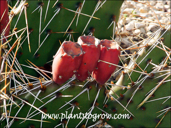 The fruit (botanically a berry) of this cactus.